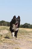 BORDER COLLIE 144